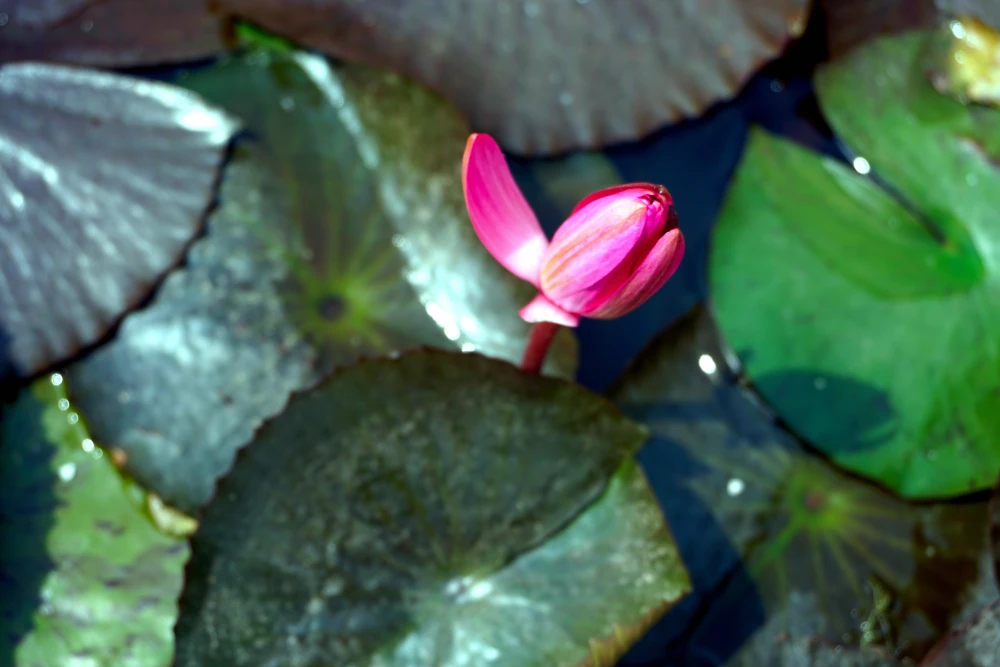 Lotus purity, floating above material desire.