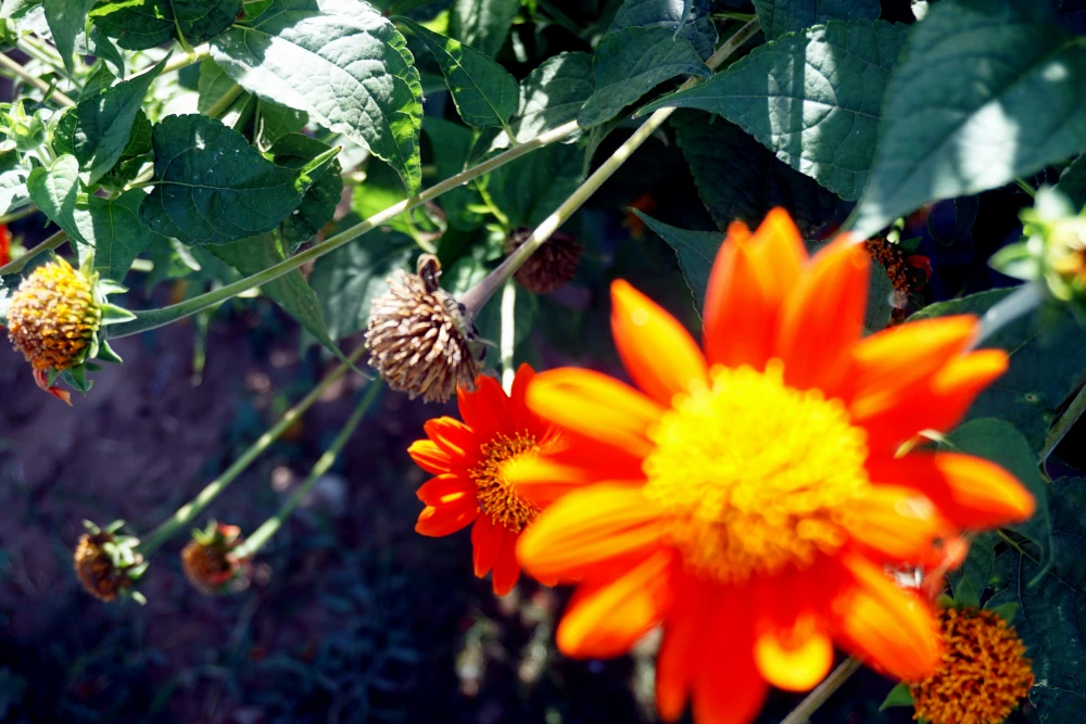 What a striking orange flower looks like, Daisy