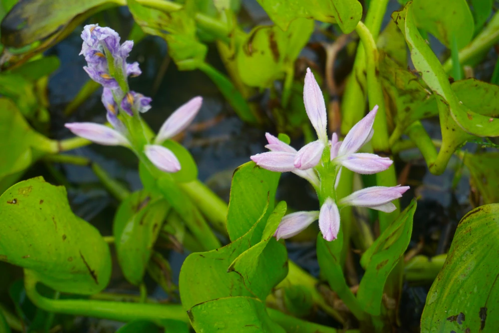 White-coloured Water Hyacinth
