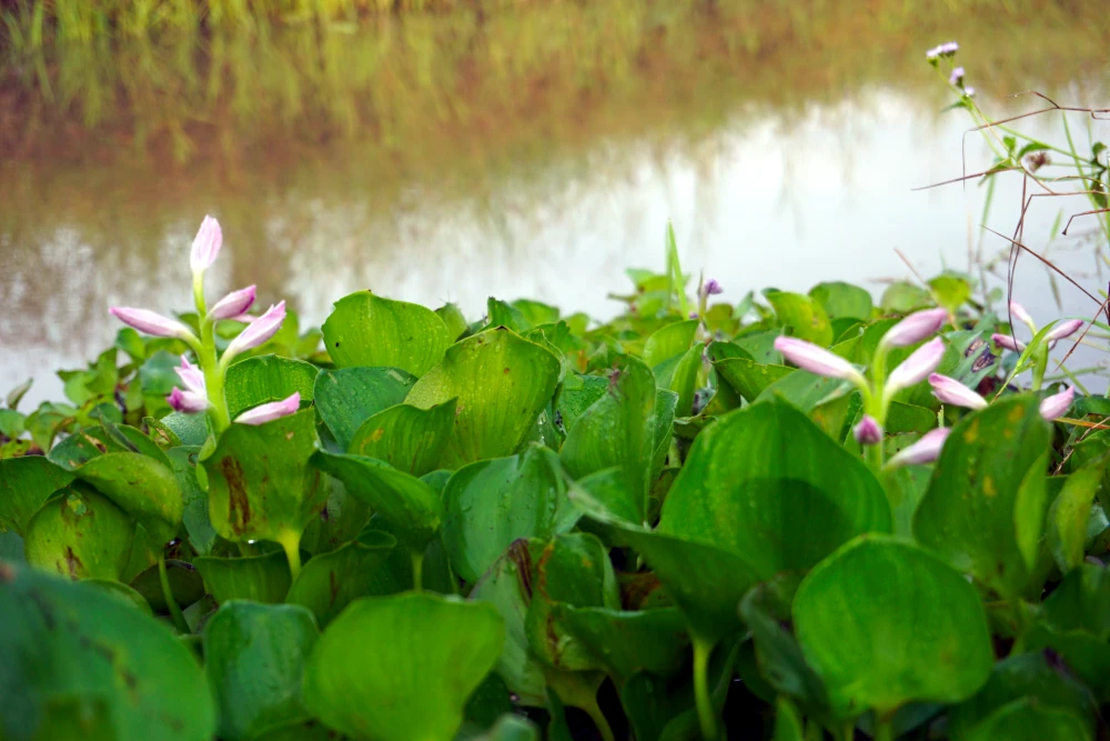 Water Hyacinth quotes floats on green Island