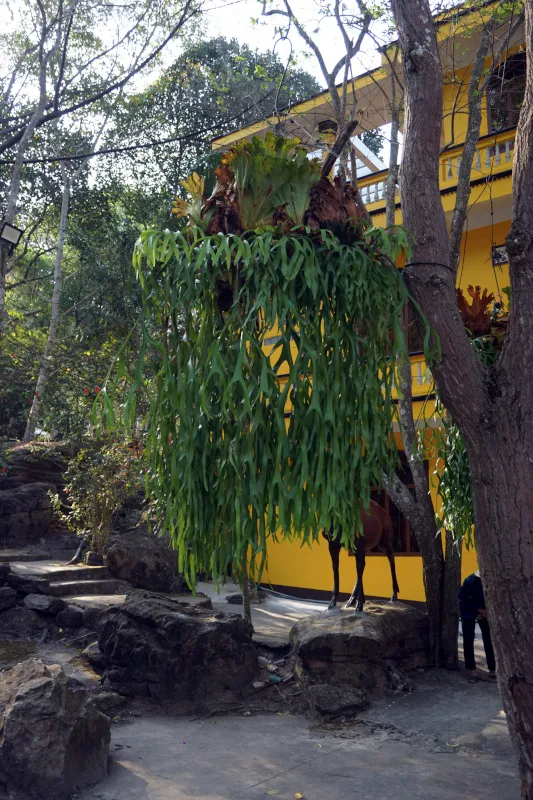 Plants hanging from trees