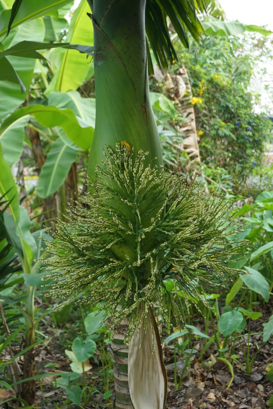 Royal Palm flower, green, tiny white flowers