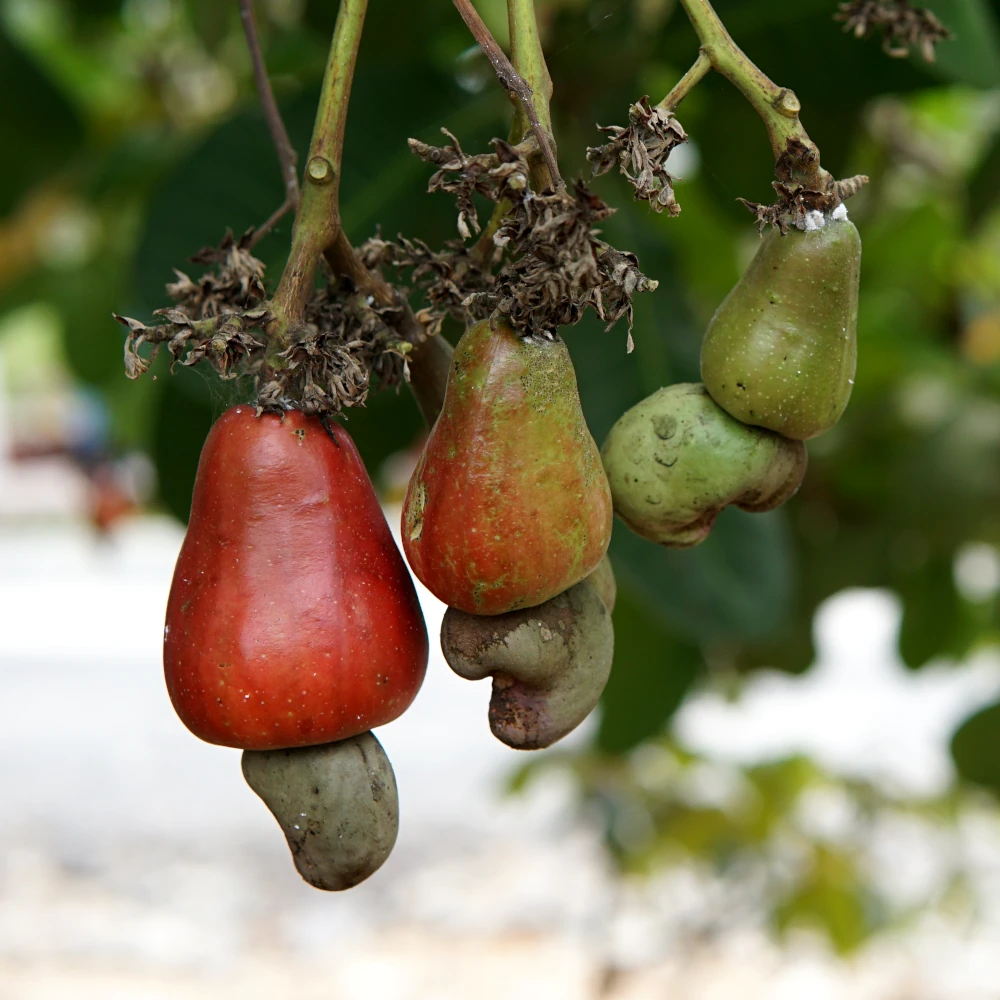 Cashew in the tree