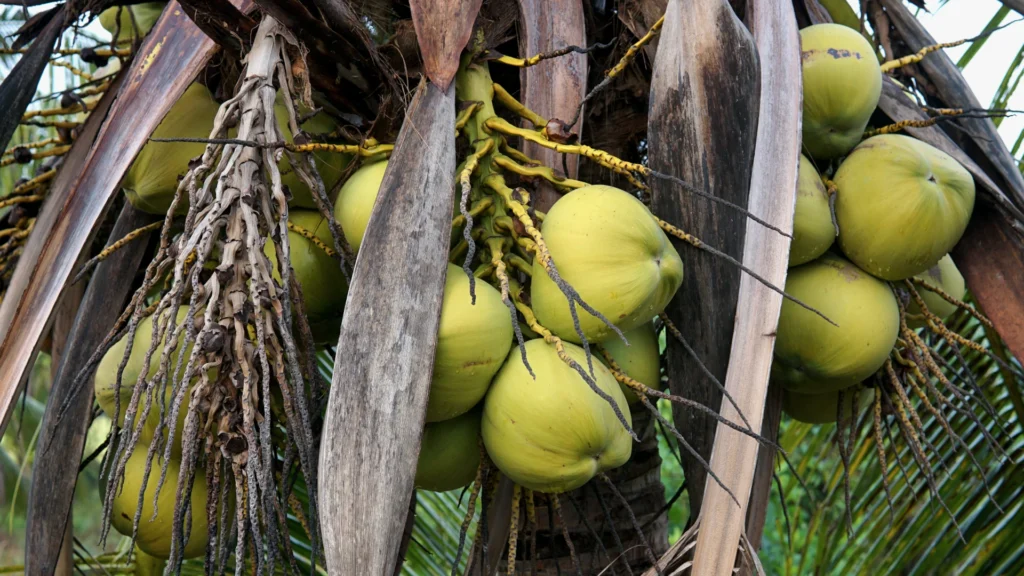 A lovely bunch of coconuts