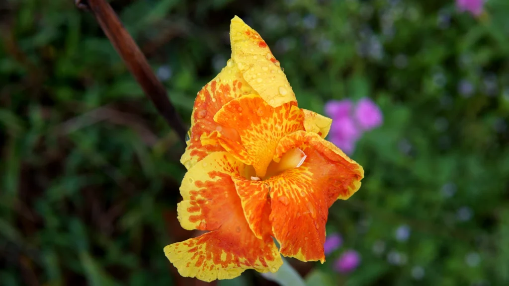 Orange canna lily stands proud.