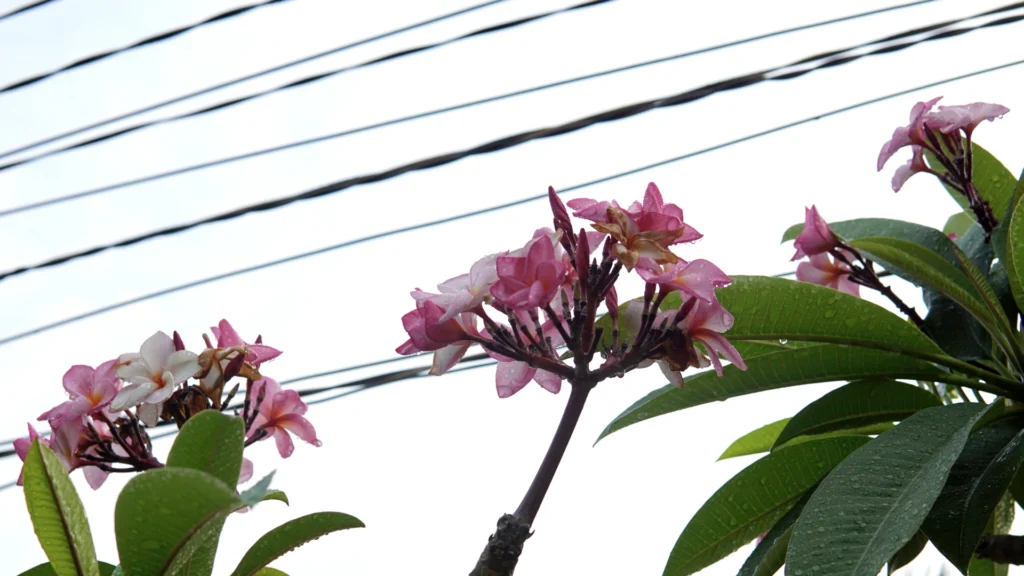 social Go Dau pink flower