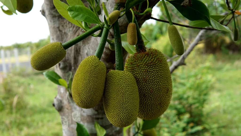 Fire ants think this Jackfruit might be ripe.