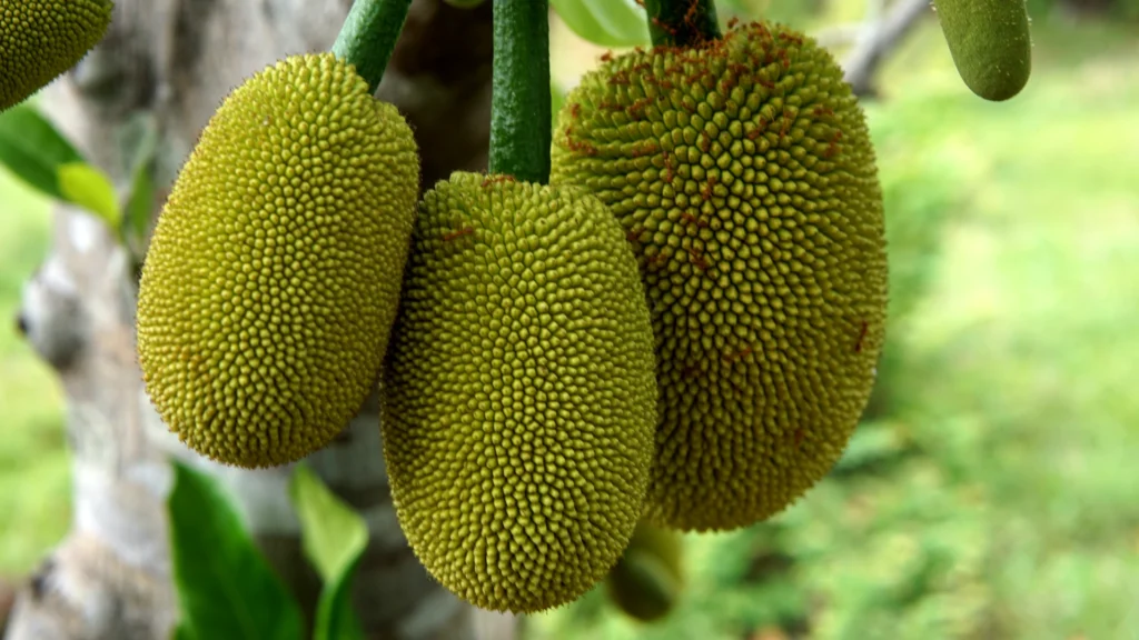 Fire ants think this Jackfruit might be ripe.