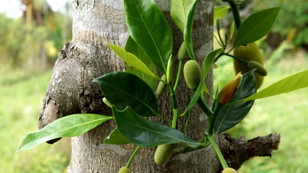 Fire ants think this Jackfruit might be ripe.