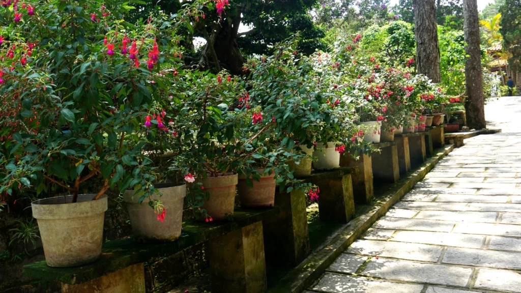 social Da Lat thien vien truc lam 12